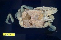 藏品(遠海梭子蟹)的圖片